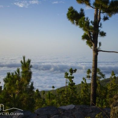 Mar de nubes desde la corona forestal de Tenerife